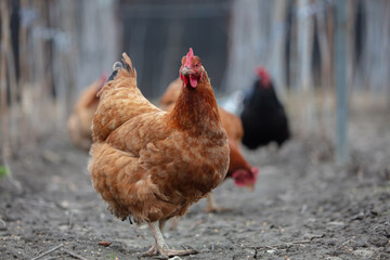 A brown chicken walks on the ground on a farm.