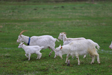 Obraz premium A herd of goats grazes in a farmer's meadow.