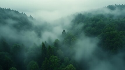 Aerial view of green forest with fog in the morning. Nature background
