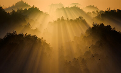 Top view forest in fog at beautiful sunset, 3D illustration
