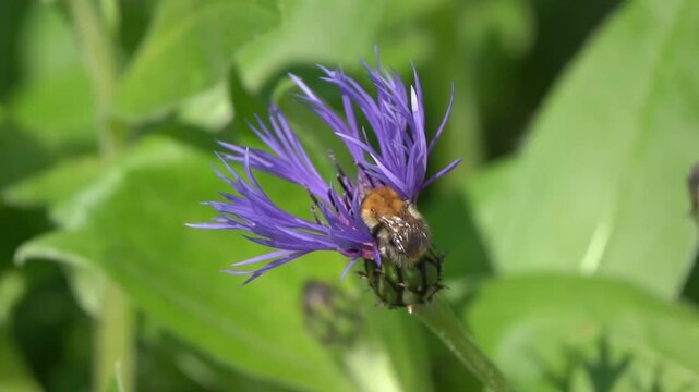 Common Carder Bee (Bombus pascuorum) a ginger brown bumblebee flying insect found in the UK and Europe on a Centaurea montana flower plant, wildlife stock video footage clip