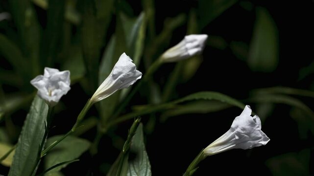 timelapse white flower blooming inthe garden befor morning.