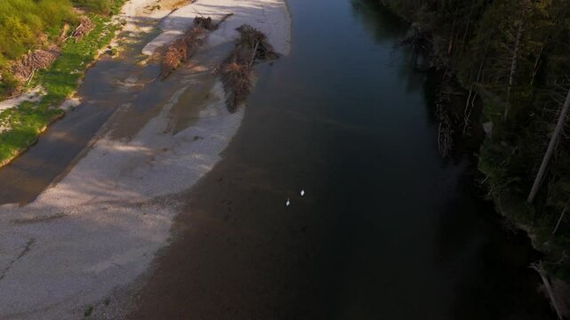 Aerial view of two swans floating gracefully on the crystal-clear Isar River in Bavaria, Germany. A romantic symbol of love and togetherness in untouched spring nature. 