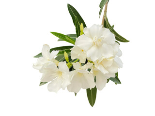 bouquet of white flowers, lily of the valley Oleander, Sweet Oleander, white Bay, Nerium oleander, Nerium indicum
