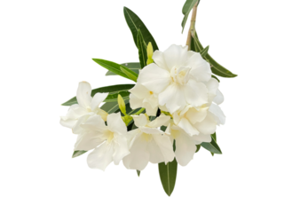 bouquet of white flowers, lily of the valley Oleander, Sweet Oleander, white Bay, Nerium oleander, Nerium indicum