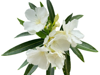 lily of the valley Oleander, Sweet Oleander, white Bay, Nerium oleander, Nerium indicum