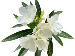 lily of the valley Oleander, Sweet Oleander, white Bay, Nerium oleander, Nerium indicum