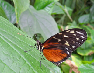 macro of a beautiful tricolor butterfly among the leaves