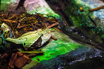 The Gaboon viper
This large venomous snake is native to the rainforests and savannas of sub-Saharan Africa. Fangs up to 2 inches long are the longest of any venomous snake.