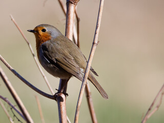 Le rouge gorge