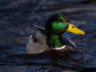 Le canard colvert