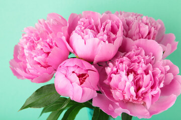 Beautiful bunch of fresh pink peonies on mint background.