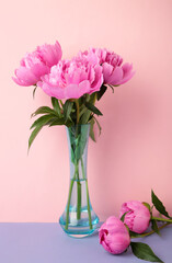 Beautiful bunch of fresh pink peonies in vase on pink background.