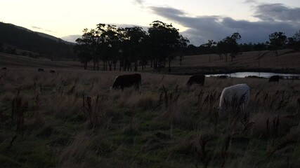 beautiful cattle in Australia  eating grass, grazing on pasture. Herd of cows free range beef being regenerative raised on an agricultural farm. Sustainable farming 