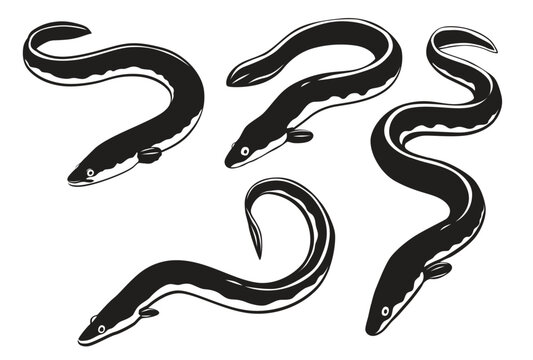 Eel vector logo isolated on white background.