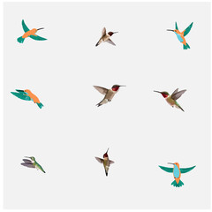 Hummingbird colour  vector set