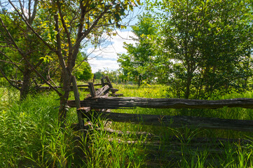 Old fence in an abandoned garden