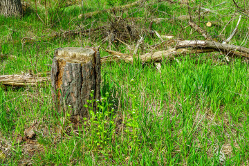 An old pine stump among young spring grass