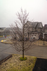 Branches of winter maple covered with ice