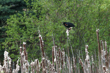 Tricolor Black Troupial on marsh reeds