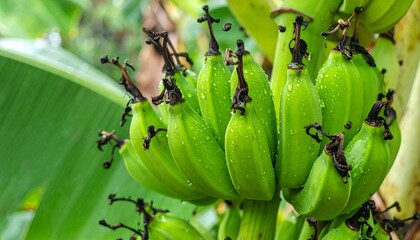 Fresh green bananas on banana tree with morning dew, tropical fruit plantation with wet banana bunch, natural farming scene, organic fruit growth in humid jungle climate, close-up tropical agriculture
