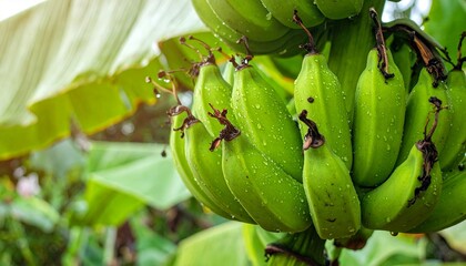 Fresh green bananas on banana tree with morning dew, tropical fruit plantation with wet banana bunch, natural farming scene, organic fruit growth in humid jungle climate, close-up tropical agriculture