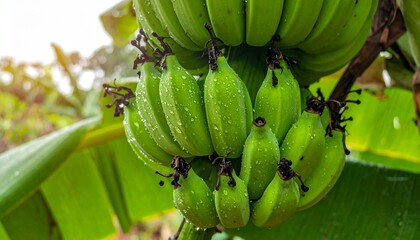 Fresh green bananas on banana tree with morning dew, tropical fruit plantation with wet banana bunch, natural farming scene, organic fruit growth in humid jungle climate, close-up tropical agriculture