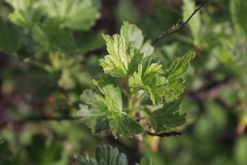 red currant bush leaves, bush, leaves, red currant, garden, berry bush