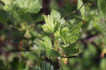 red currant bush leaves, bush, leaves, red currant, garden, berry bush