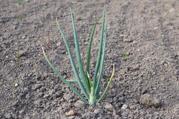 green onion, close-up, in the garden, earth, plant, food, onion, onion leaves 