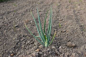 green onion, close-up, in the garden, earth, plant, food, onion, onion leaves 