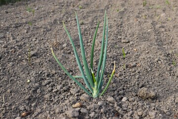 green onion, close-up, in the garden, earth, plant, food, onion, onion leaves 