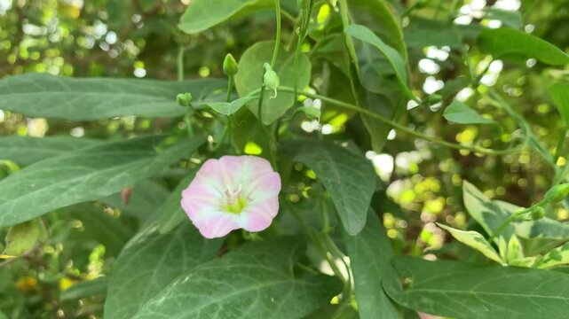 Pink flower with green leaves