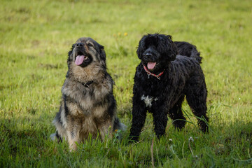 Portuguese Water Dog and Slovenian Karst Shepherd