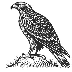 Majestic Hawk Perched on a Rock Vintage Illustration