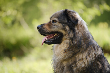 Slovenian Karst shepherd dog breed