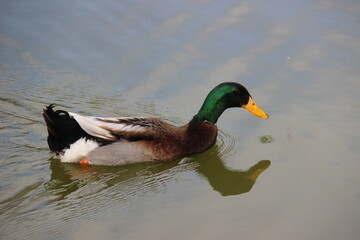 Primavera en Beijing llena de flores, la mejor época del año. 