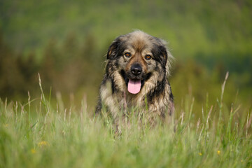 Slovenian Karst shepherd dog breed