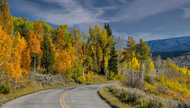 USA, Wyoming. Aspens in fall color along Buffalo Valley Road