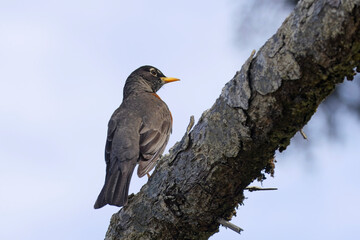   Robin perched on a tree branch.