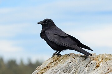 A large black crow in perched on a large piece of driftwood in La Push, Washington.