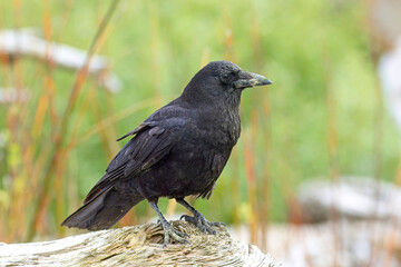 Crow perched on large driftwood.