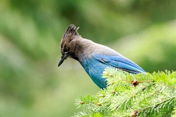   Stellar's Jay in a pine tree.