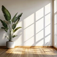 Bright, minimalist room with plant. Sunlight casts shadows