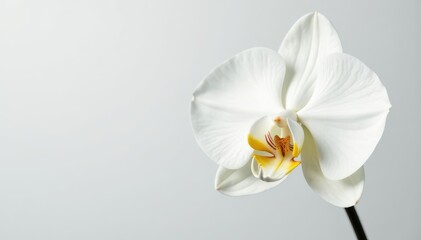 Obraz premium Delicate white orchid blossom against pure white backdrop, orchid, closeup