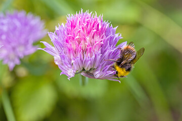 an  early bumblebee on the pink blossom of chives in the sunlight and green blurred background