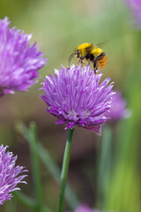 a flying early bumblebee on the pink blossom of chives in the sunlight and green blurred background