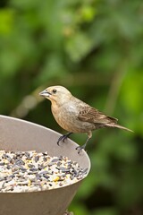  Female cowbird perched at the feeder.