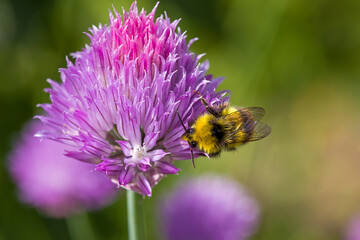 an  early bumblebee on the pink blossom of chives in the sunlight and green blurred background