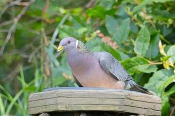 A band tailed dove is perched in a bird feeder in Neah Bay, Washington.
